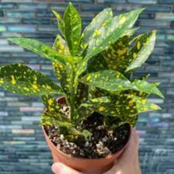 Organic Croton Plant